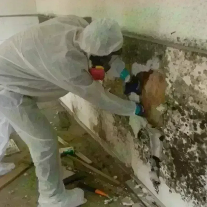 Mold Remediation and Removal in Progress, PA